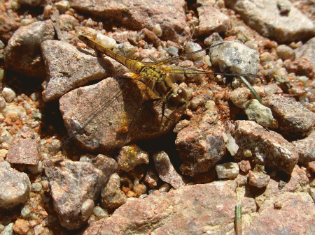 Libellule jaune